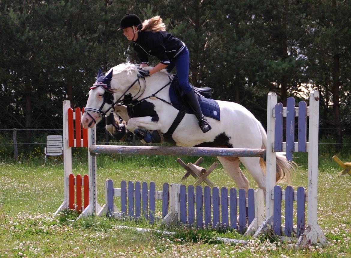 Tinker Hauge's Aileen [Ko] - 5 år. billede 28