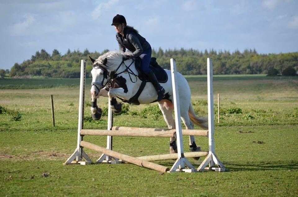 Tinker Hauge's Aileen [Ko] - 5 år billede 1