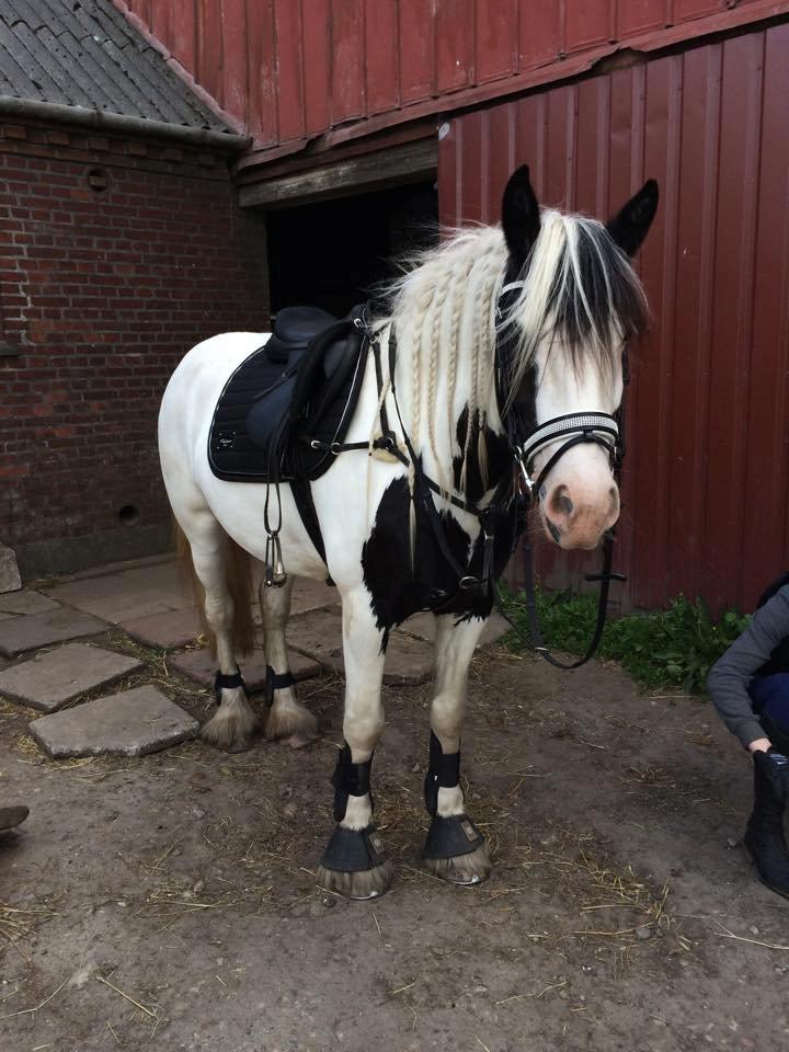 Tinker Hauge's Aileen [Ko] - 5 år billede 41