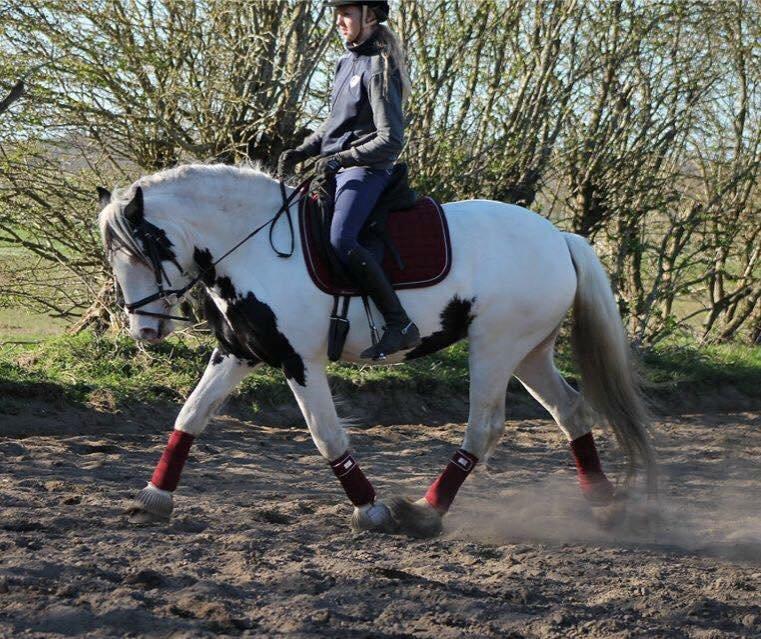 Tinker Hauge's Aileen [Ko] - 5 år billede 5