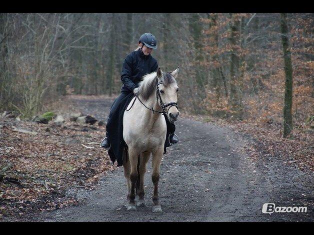Anden særlig race Felix - Et lille skovbillede fra februar(: billede 3