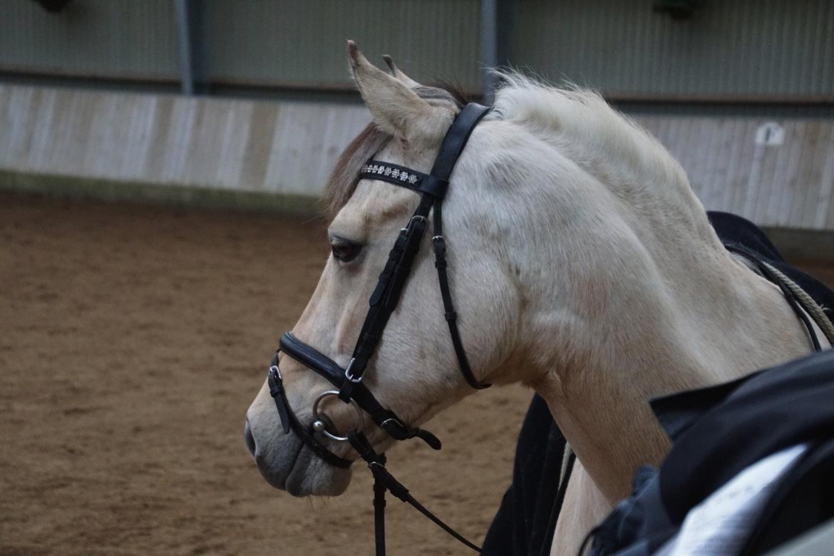 Anden særlig race Felix - Smukke haffelaf! billede 4