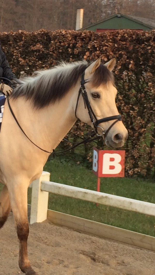 Anden særlig race Felix billede 5