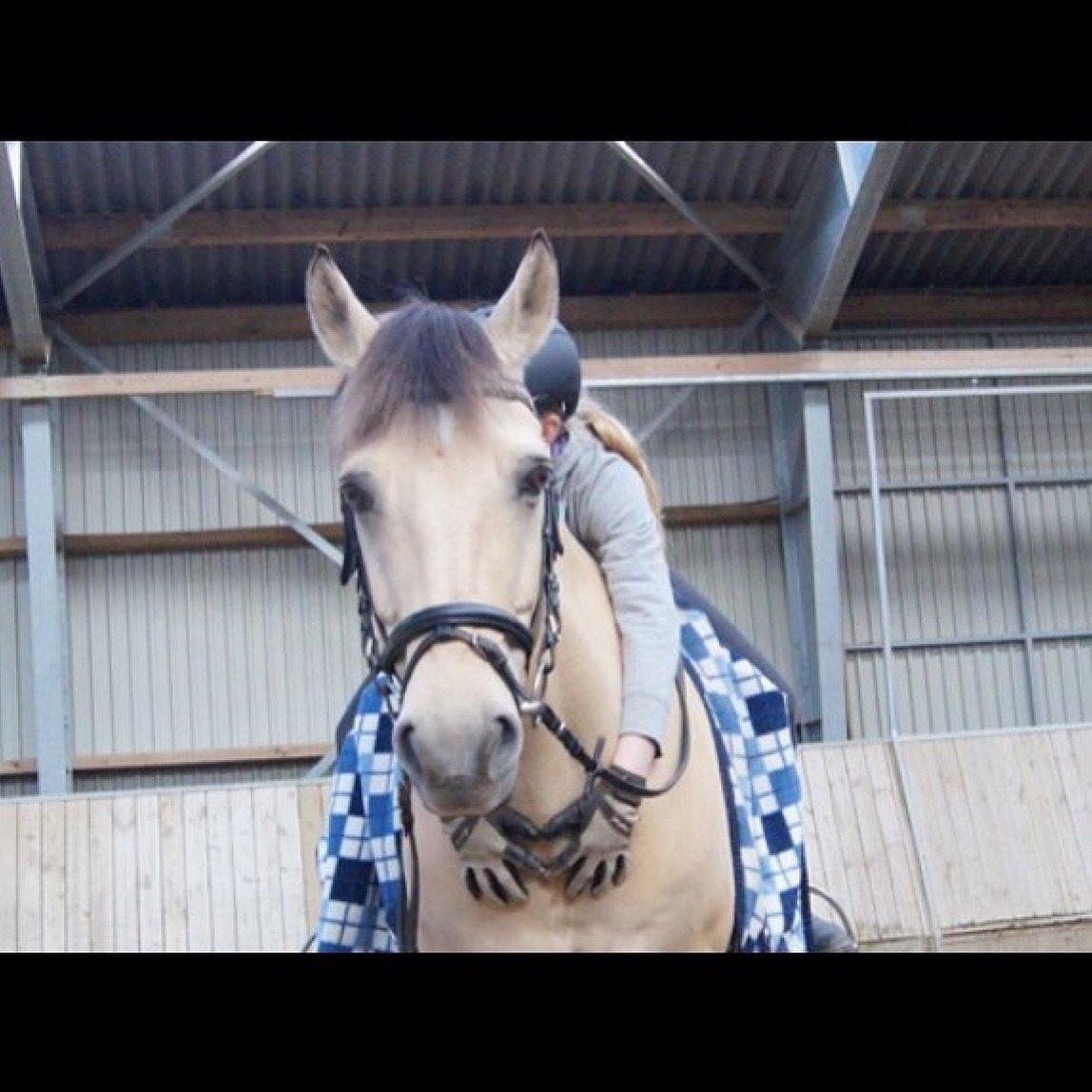 Anden særlig race Felix - Hvad skulle jeg gøre uden dig?:,) billede 8