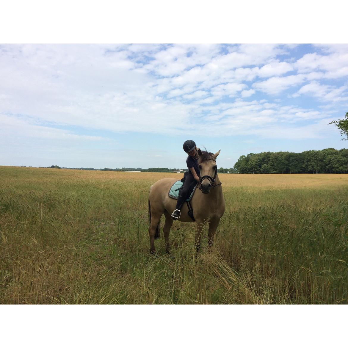 Anden særlig race Felix - Et lille billede fra marken(: billede 11