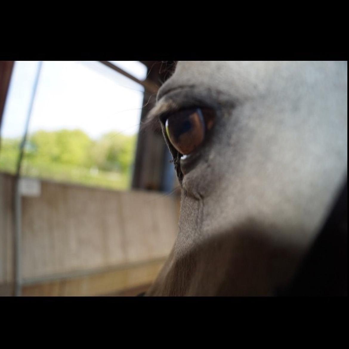 Anden særlig race Felix billede 12