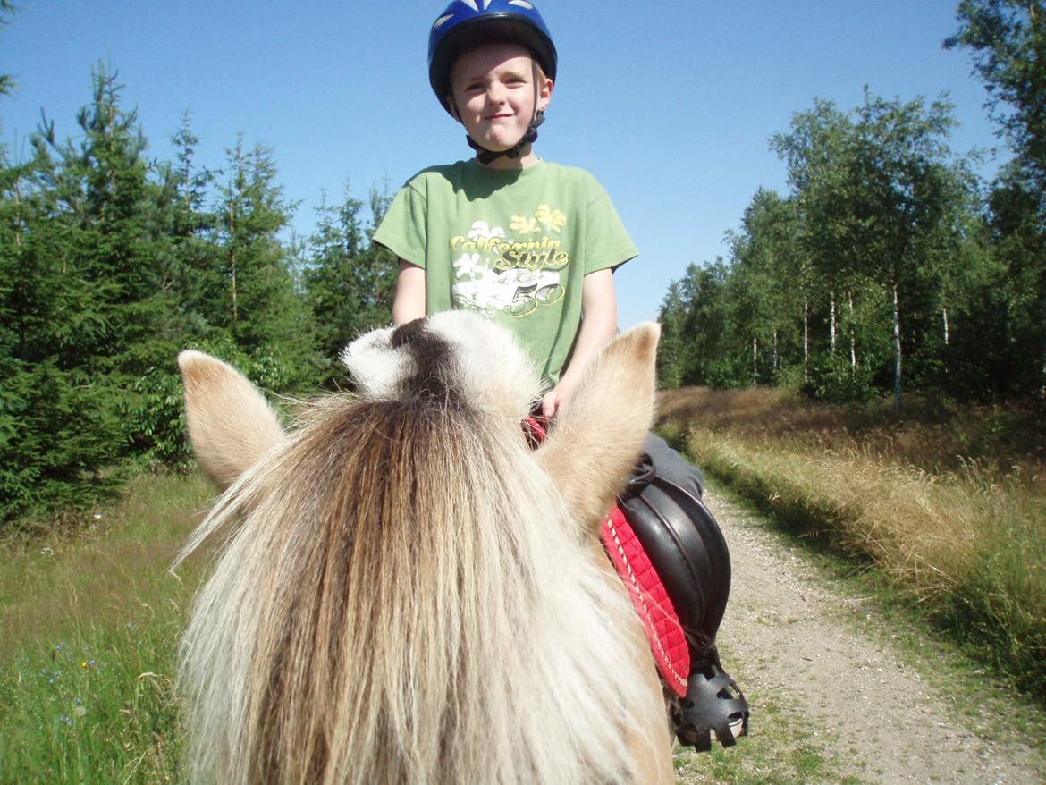 Fjordhest LINDEGAARDS ZARINA billede 45