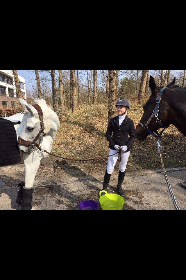 Tysk Sportspony Toscana - Til dressurstævne på Lundtofte med Marie og Nono. billede 2