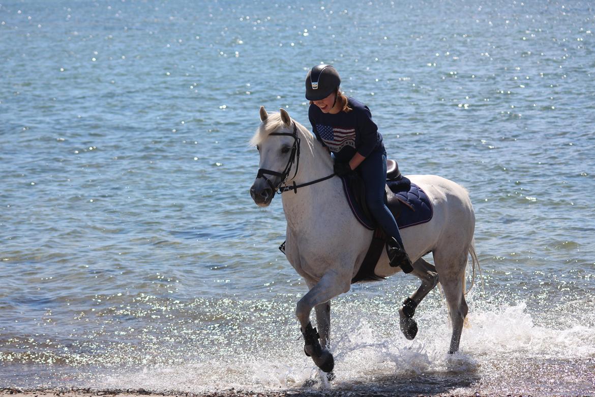 Tysk Sportspony Toscana - Ved havet! verdens bedste oplevelse. billede 9