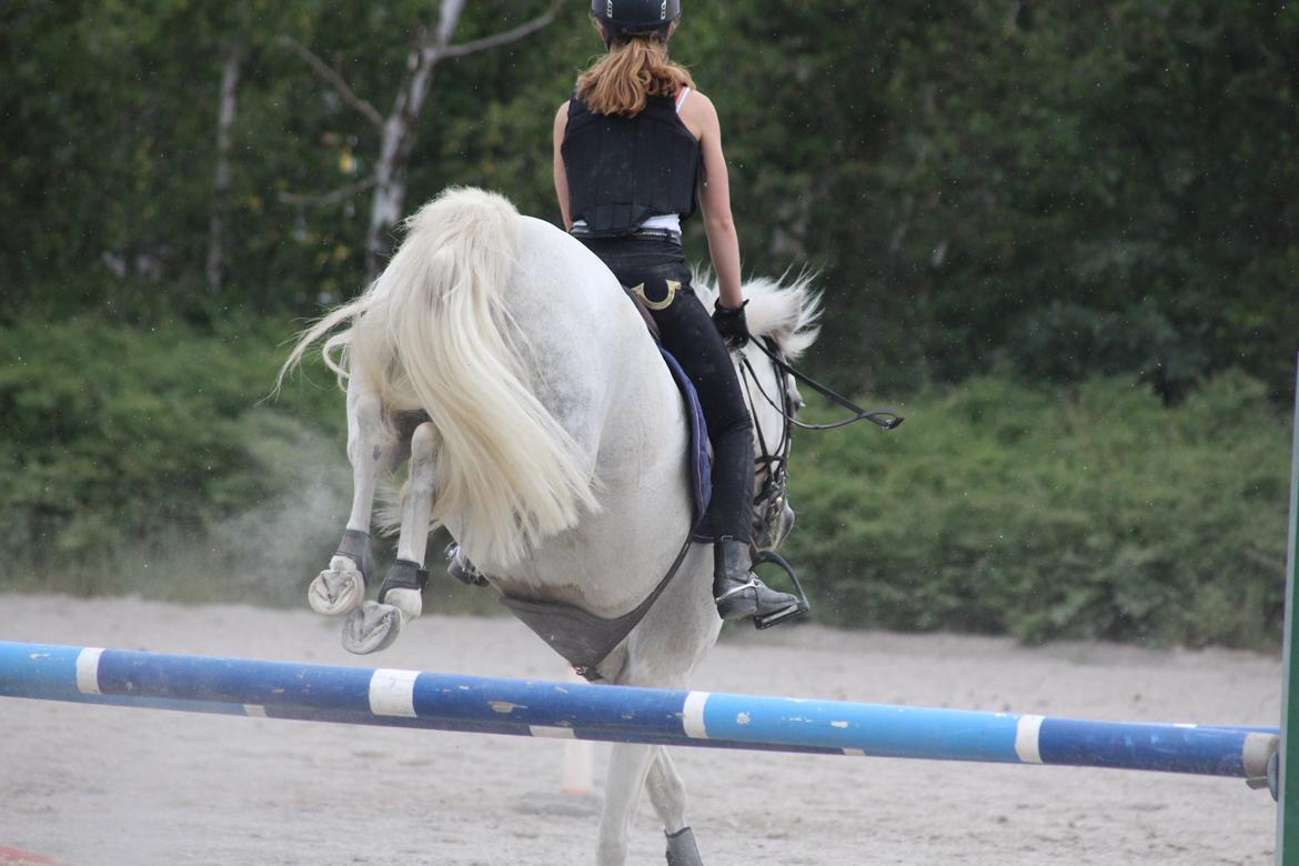 Tysk Sportspony Toscana - "Når enden er god er alting godt<3" Tak fordi I kiggede med smid gerne en kommentar og en bedømmelse. billede 20