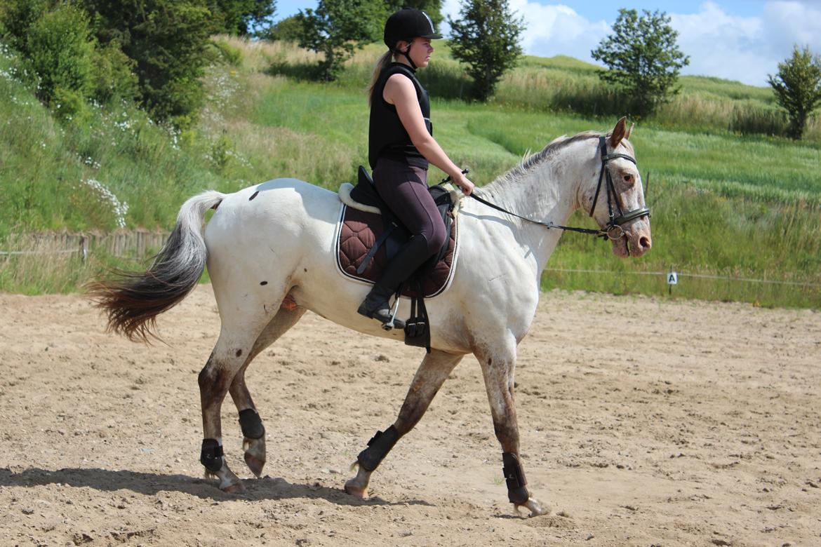 Knabstrupper Friis' Dexter - Juli 2015 billede 3