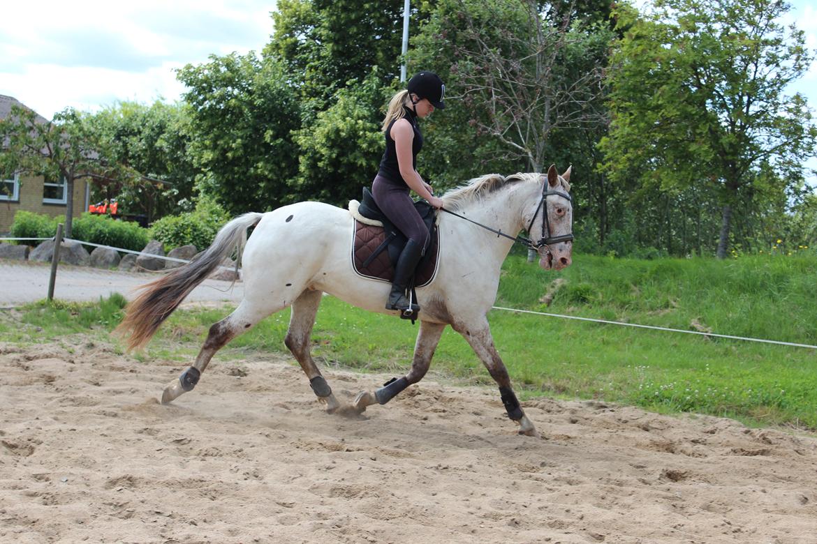 Knabstrupper Friis' Dexter - Juli 2015 billede 6