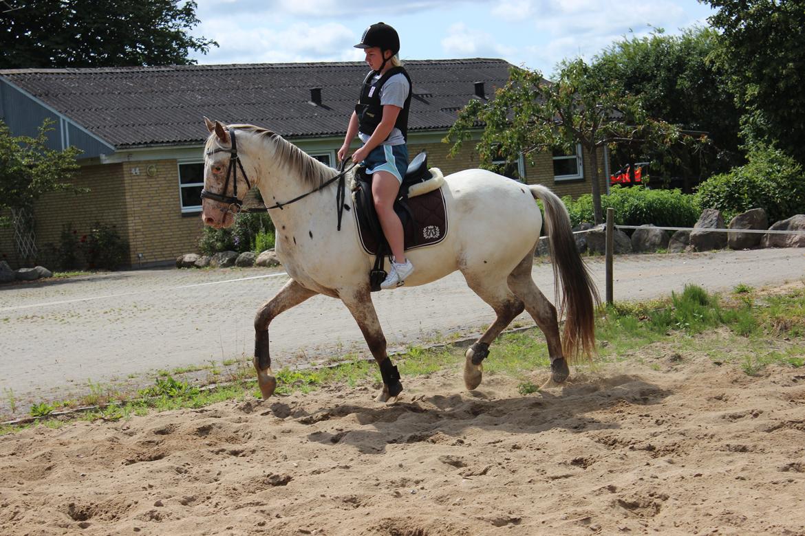 Knabstrupper Friis' Dexter - Juli 2015 billede 8