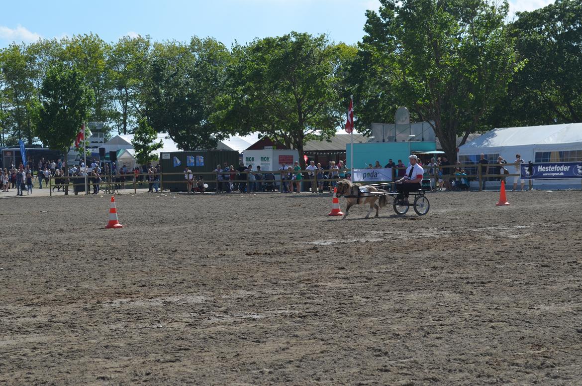 Shetlænder Crazy's sallie billede 8