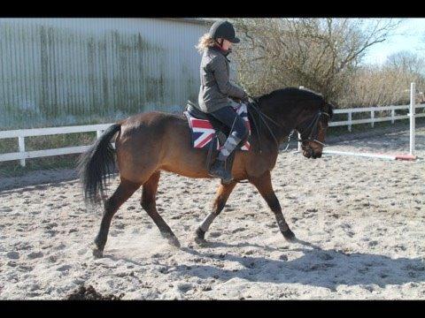 Connemara Disneys Fedtmule billede 2