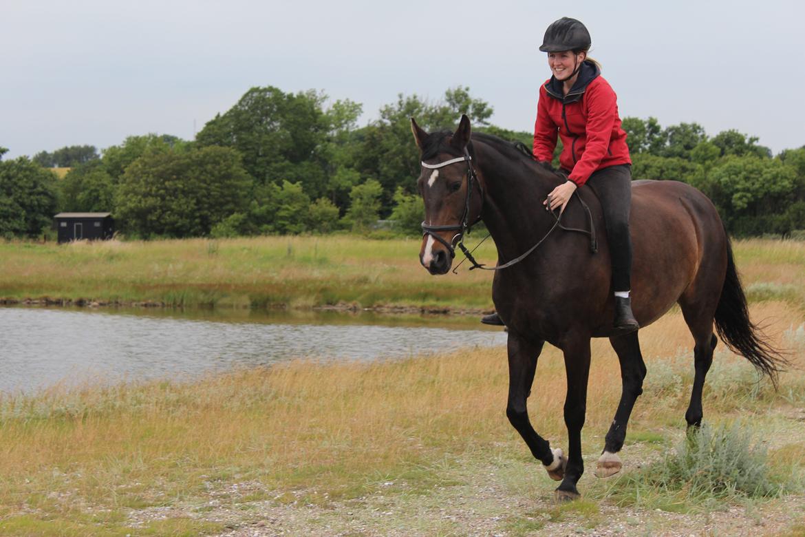 Dansk Varmblod Cianti Castellina -  A walk to remember - 12. juli 2015  (© - Må ikke kopieres) billede 18