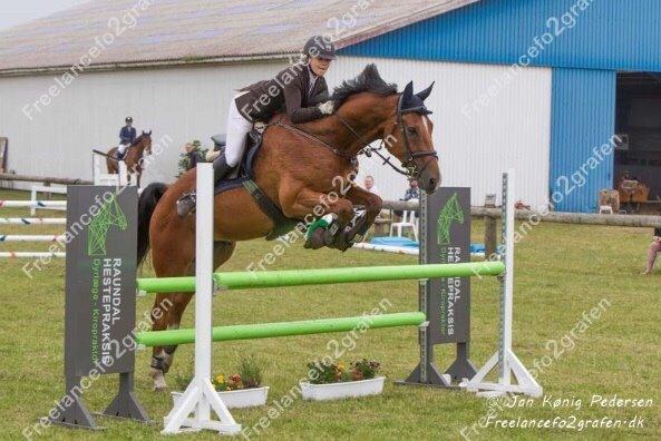 Dansk Varmblod HOLMGÅRDS QUILET billede 3