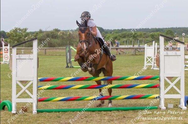 Dansk Varmblod HOLMGÅRDS QUILET billede 7
