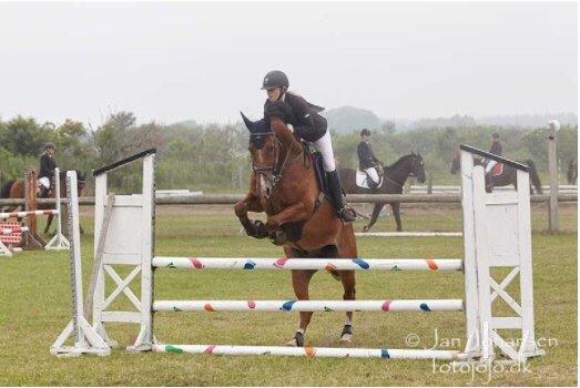 Dansk Varmblod HOLMGÅRDS QUILET billede 8