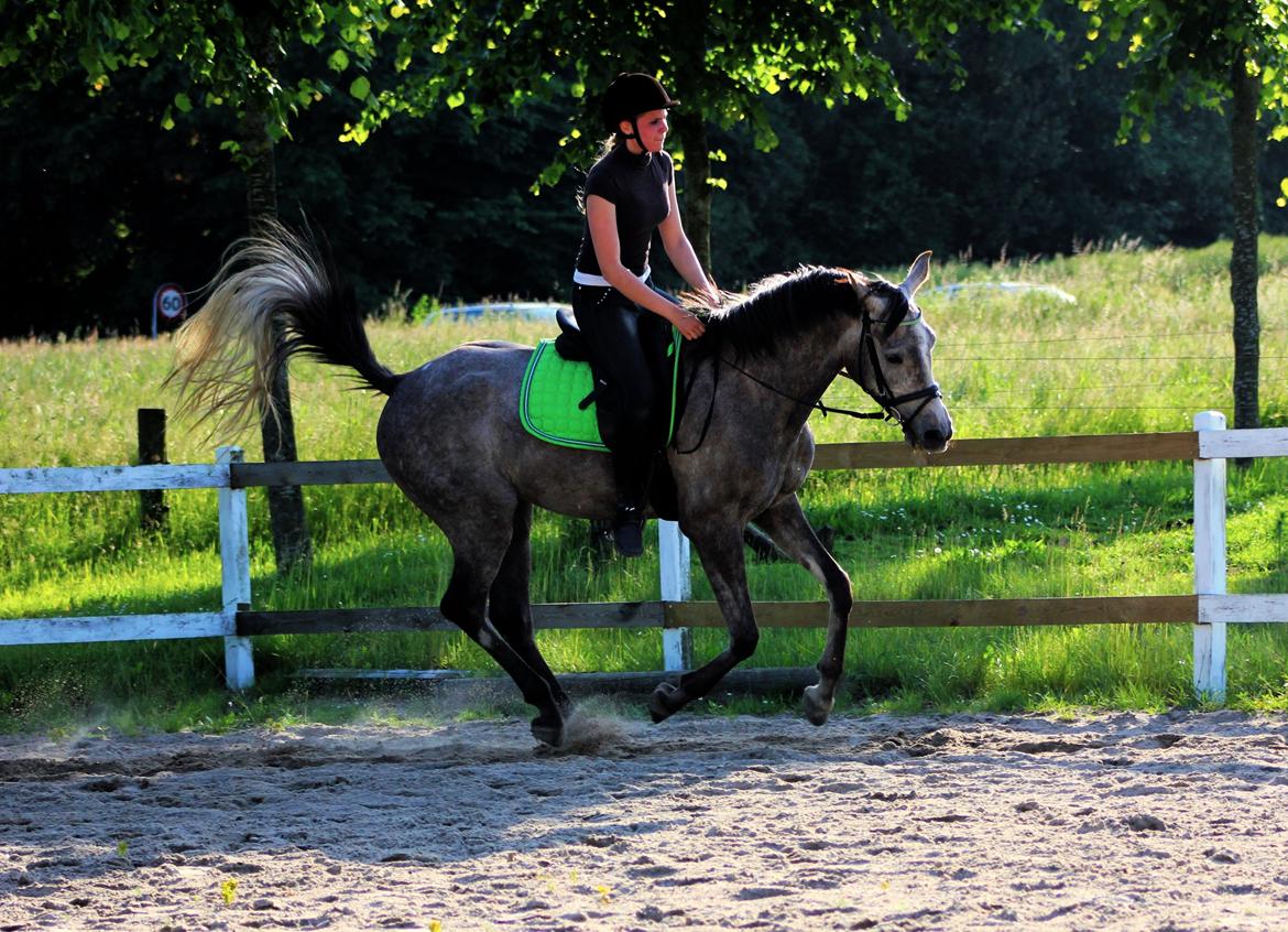 Anden særlig race SG Dusty Dakota  billede 15