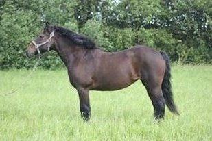 Anden særlig race Malom Brandy (Tidl. hest - Himmel hest) billede 19