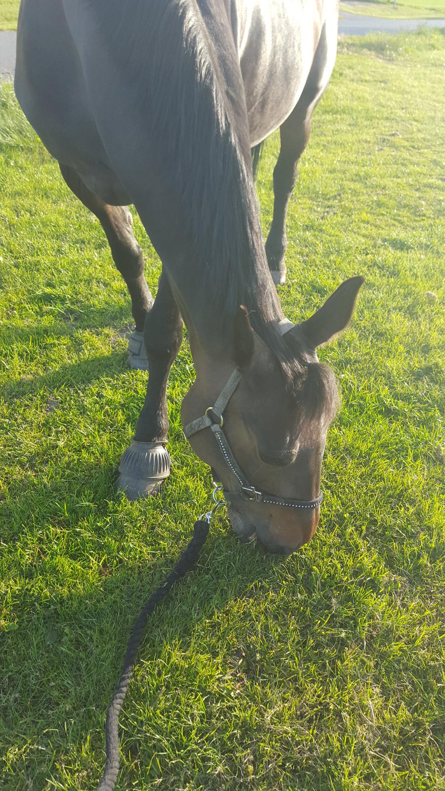 Traver Hability billede 7