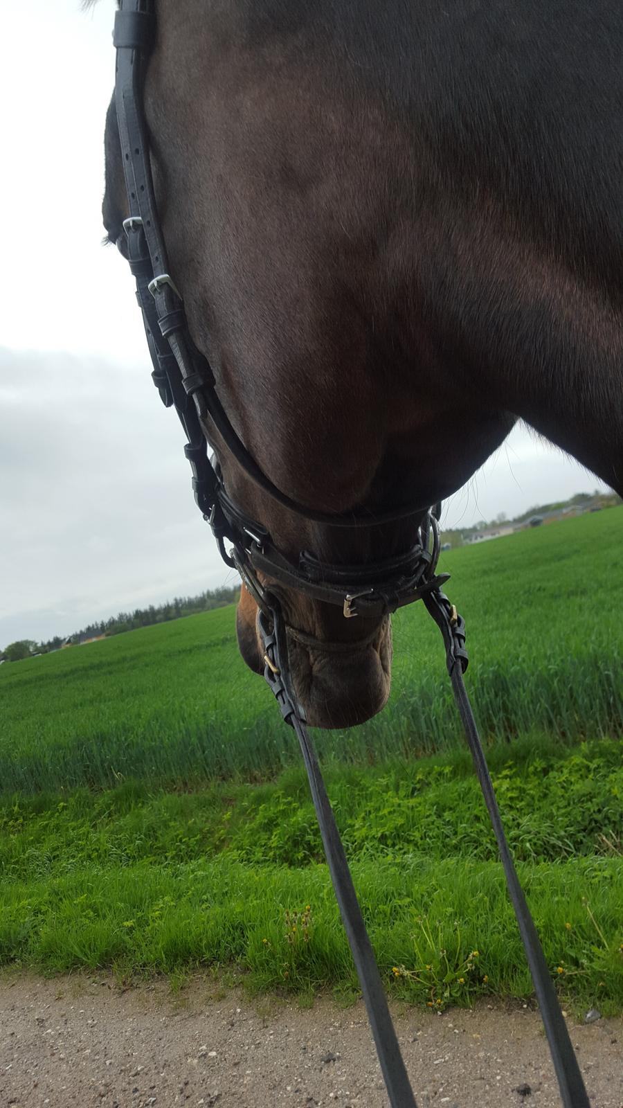 Traver Hability billede 8