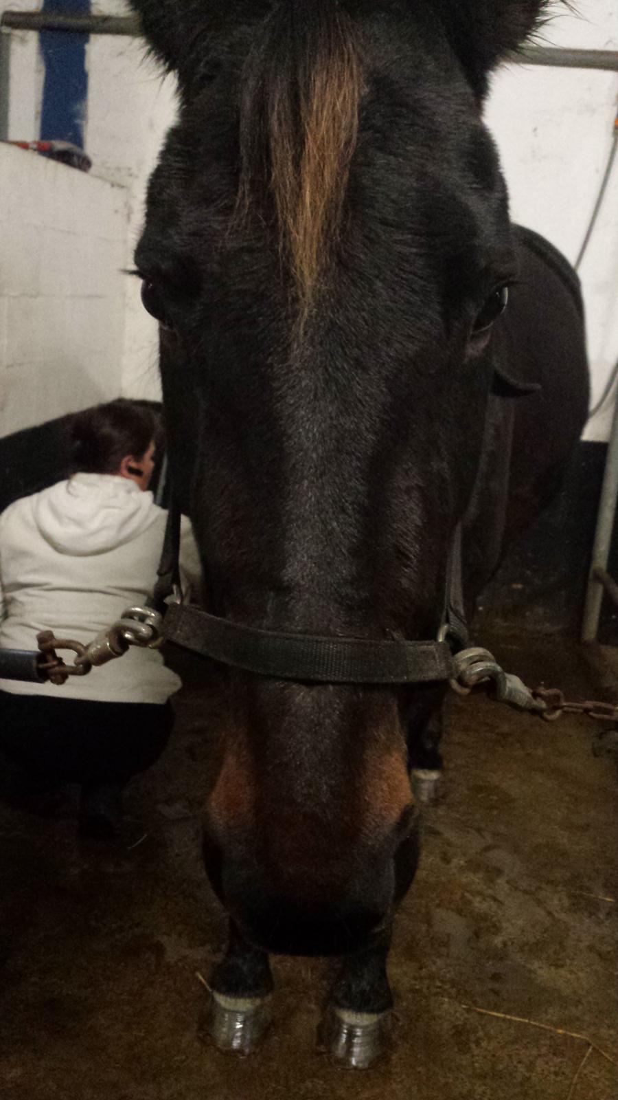 Traver Hability billede 11