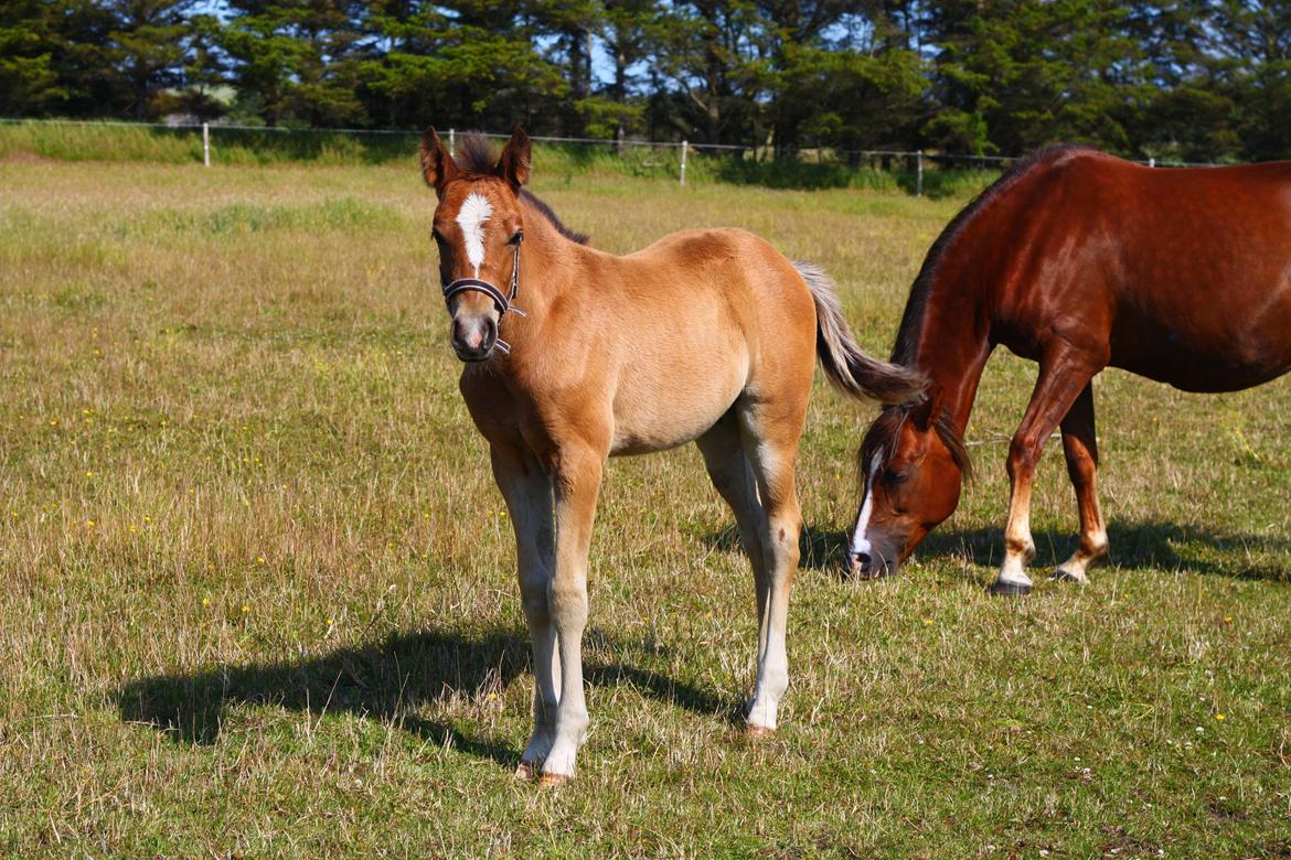 New Forest Calandias velocity billede 29