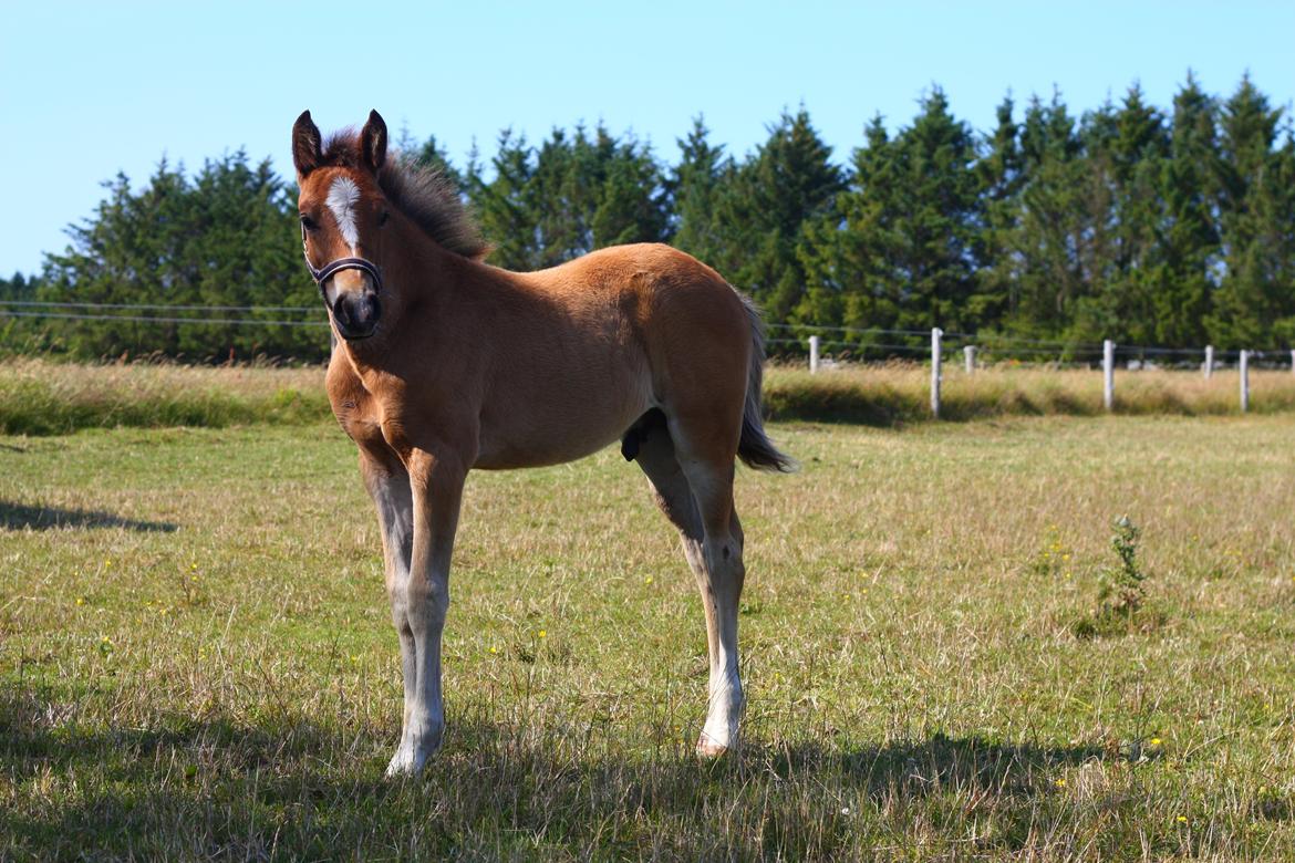 New Forest Calandias velocity billede 6