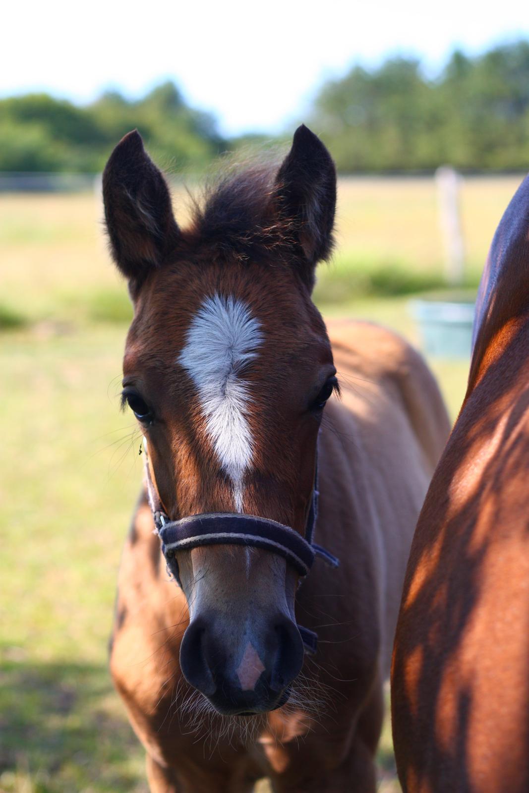 New Forest Calandias velocity billede 8