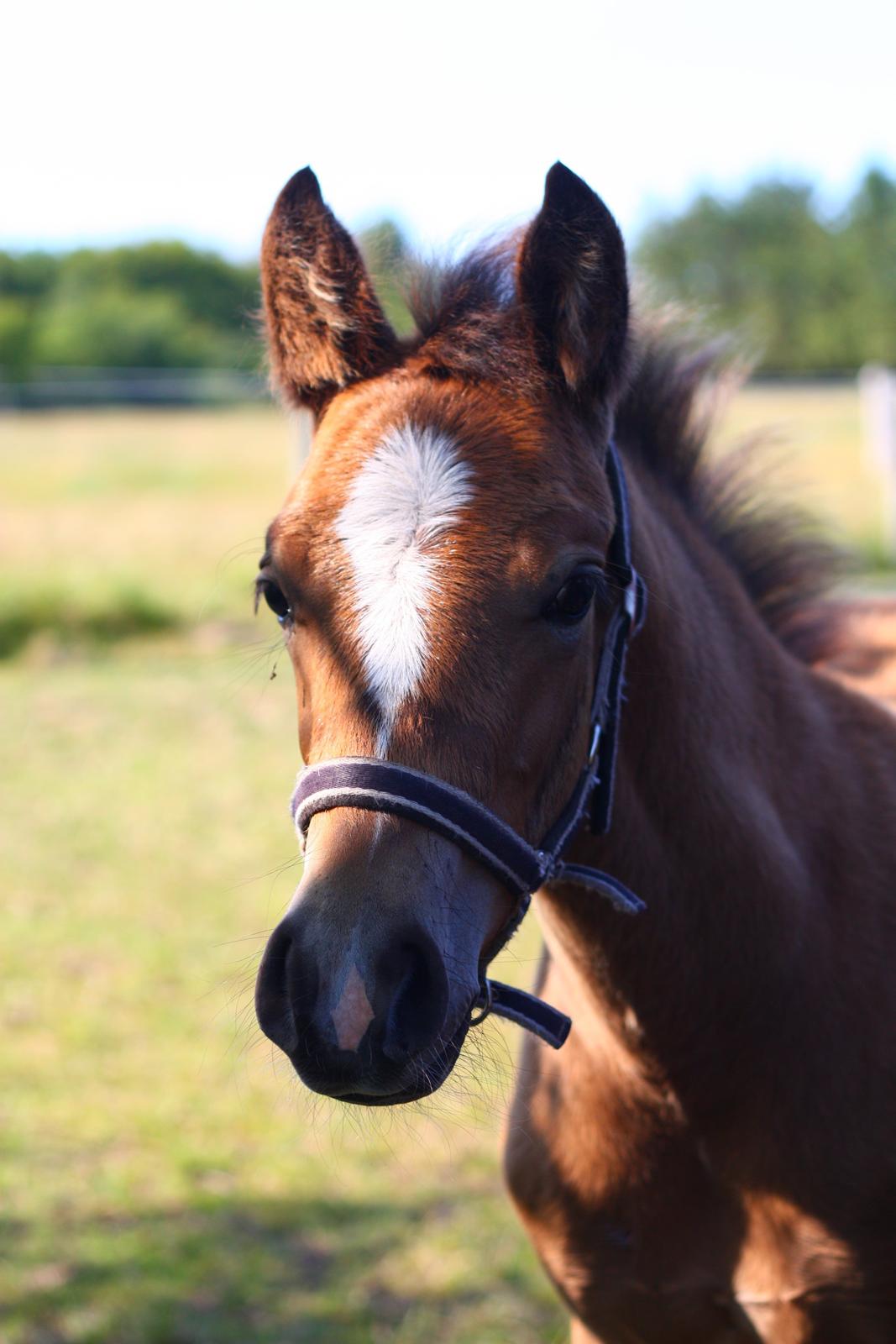 New Forest Calandias velocity billede 27