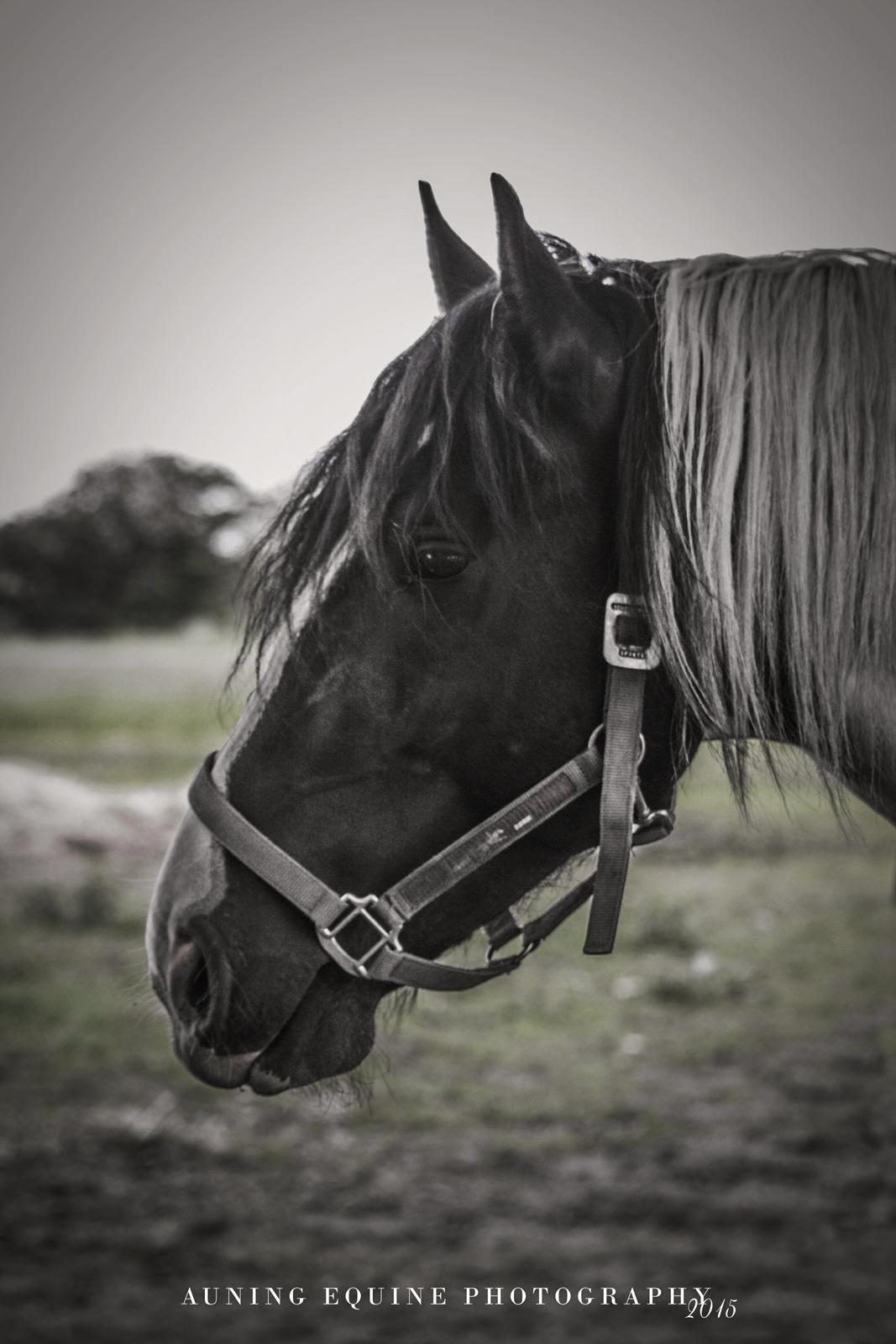 Tobiano Friesian - Amigo | Skovbjerggårds Frieser | billede 3