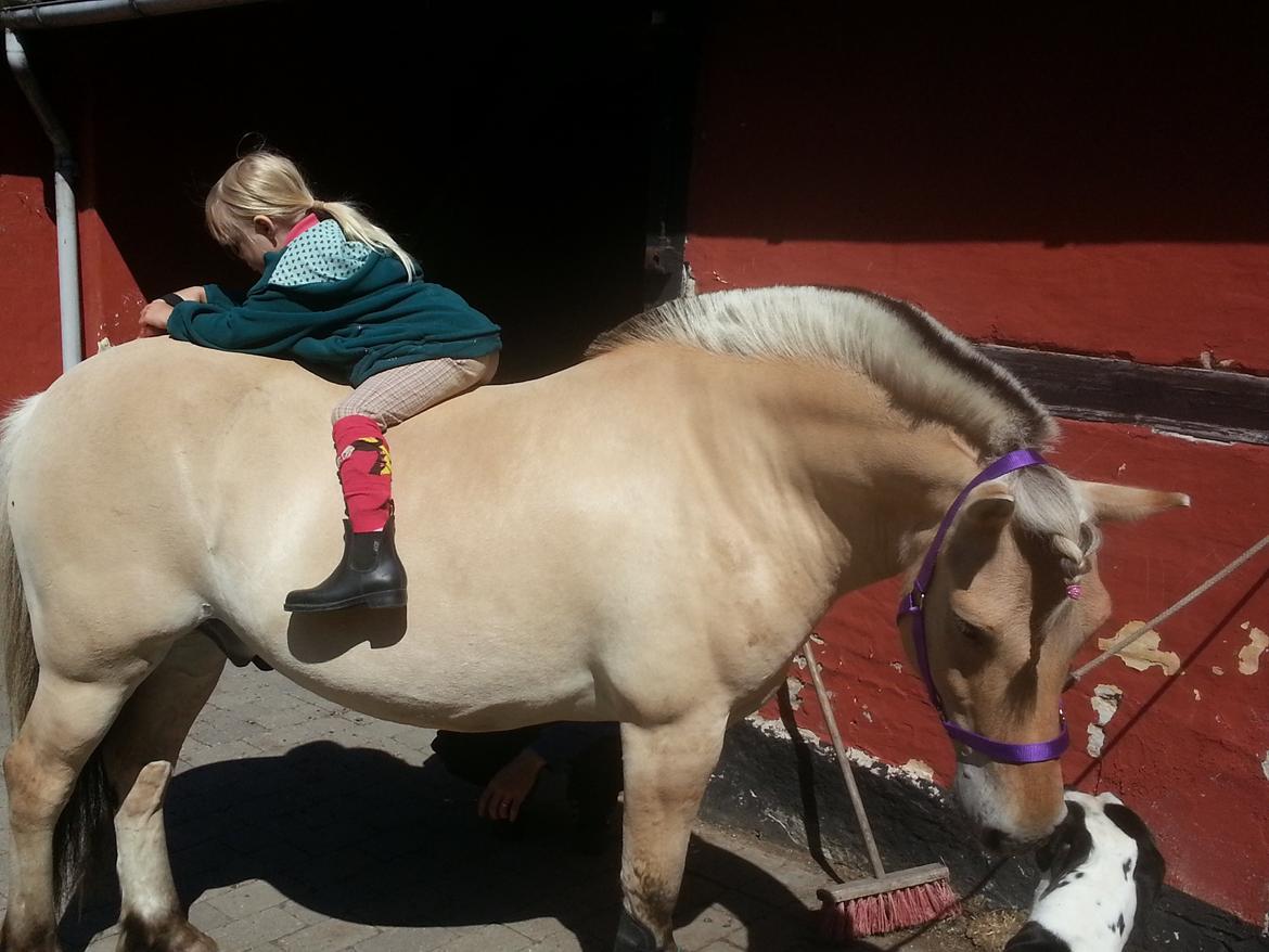 Fjordhest Bobby billede 1