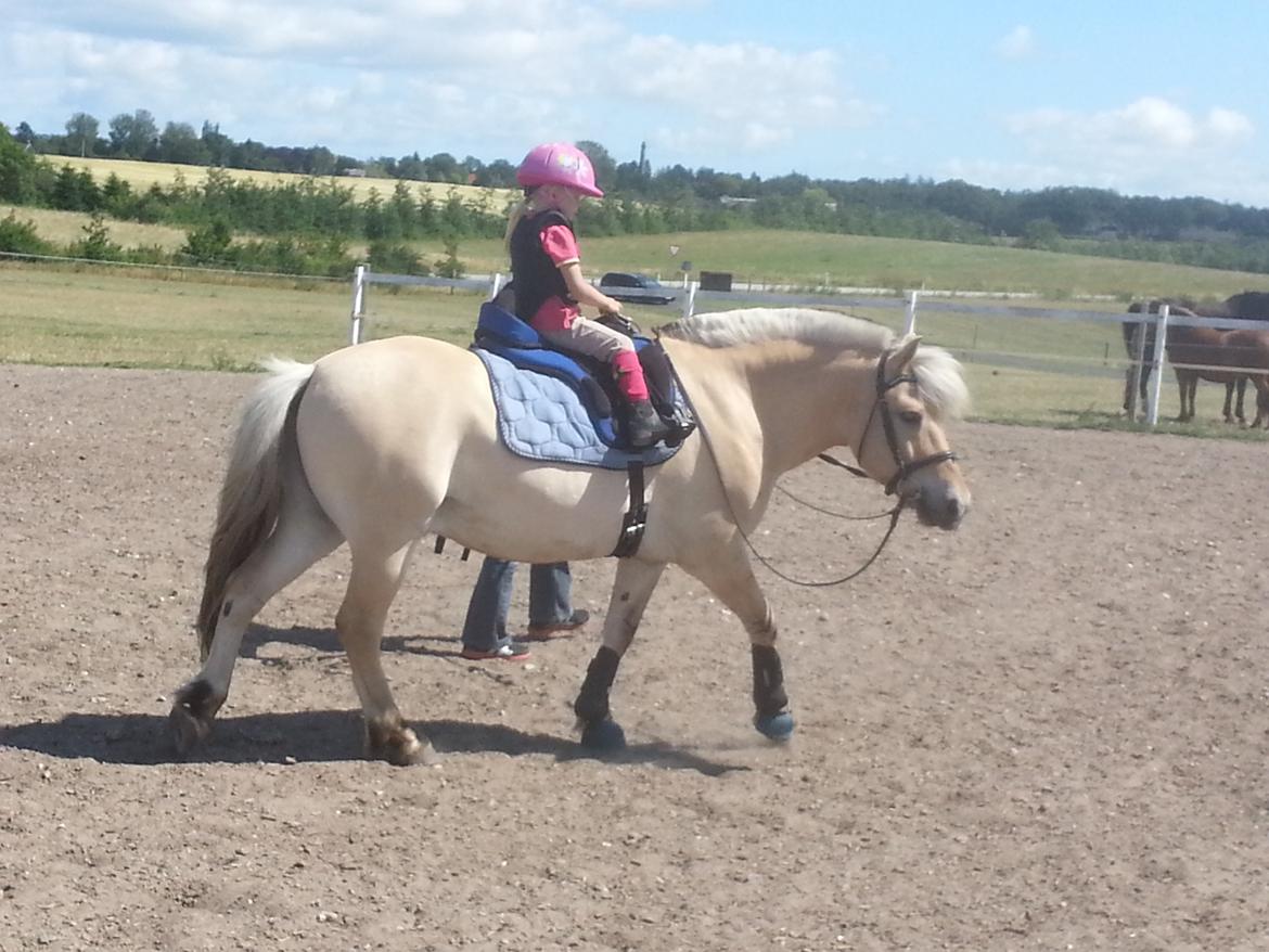 Fjordhest Bobby billede 2