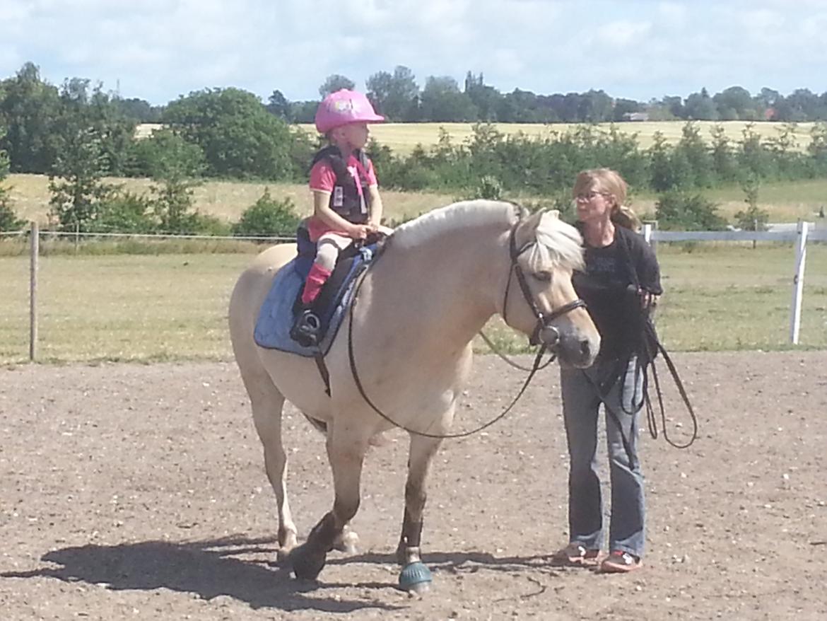 Fjordhest Bobby billede 3