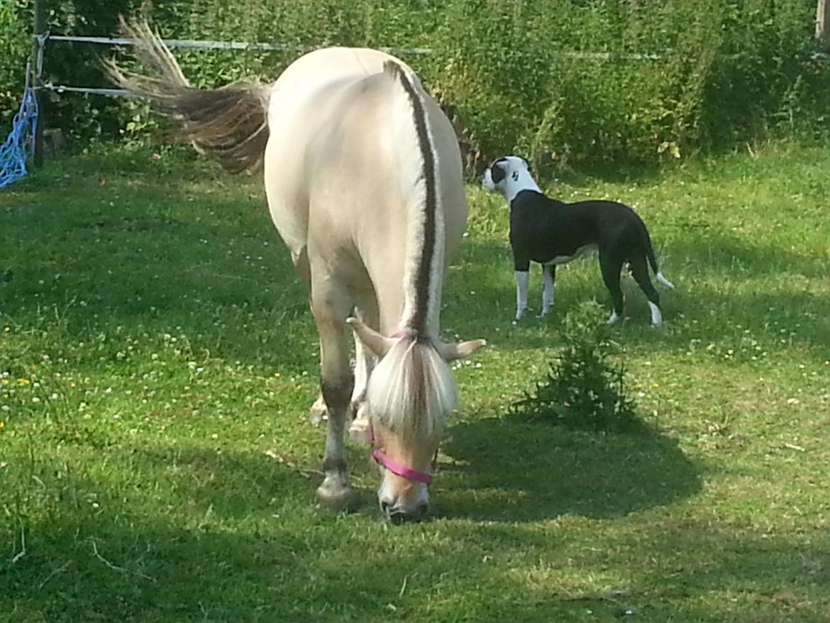 Fjordhest Bobby billede 4