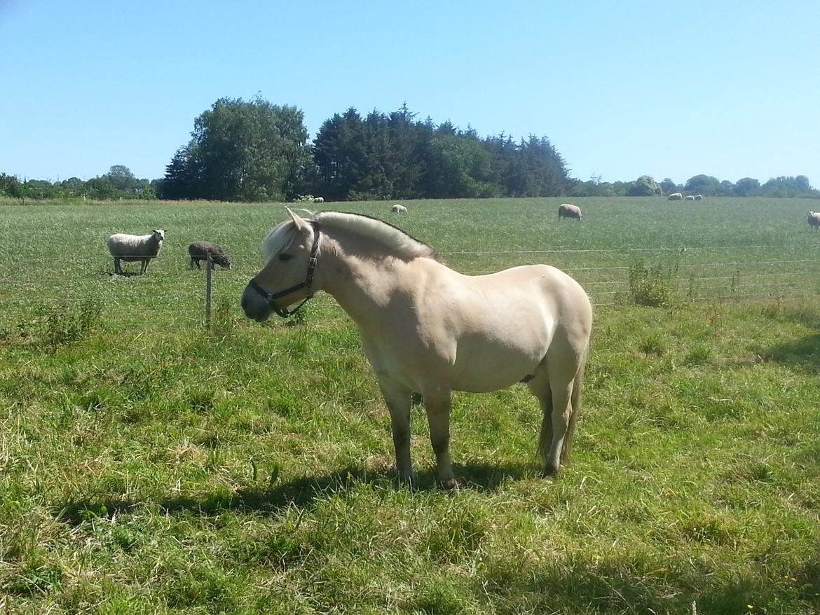 Fjordhest Bobby billede 5