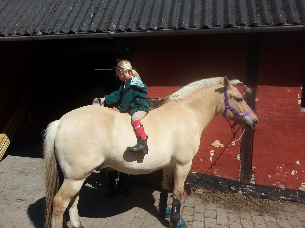 Fjordhest Bobby billede 6