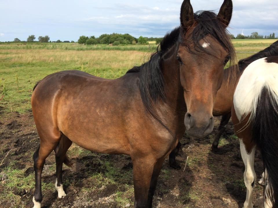 Anden særlig race Zaida rose billede 7