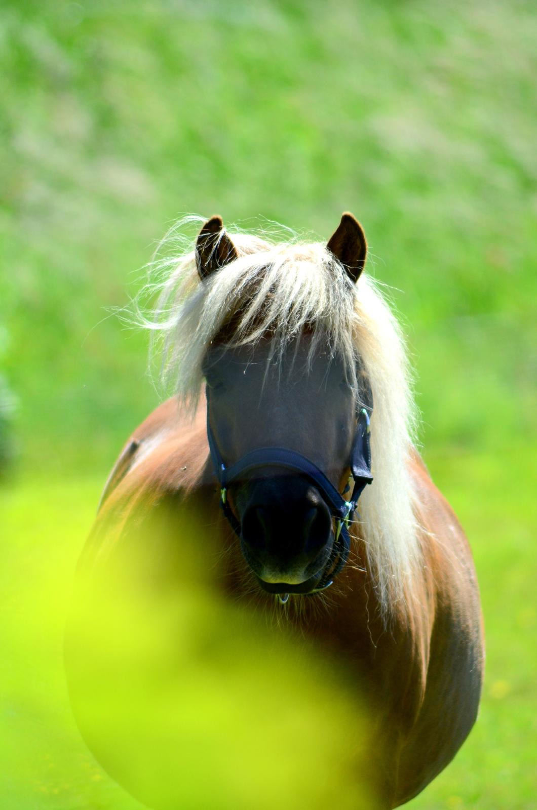 Shetlænder Følfods Nirvana billede 4