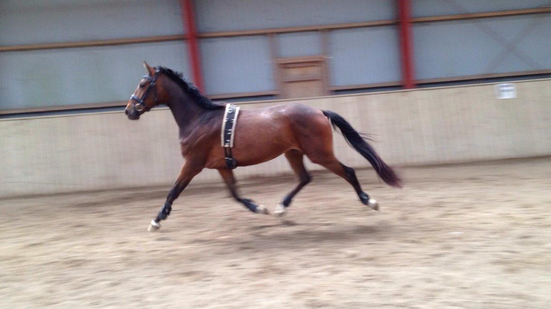 Hannoveraner Fürst Fernando billede 15