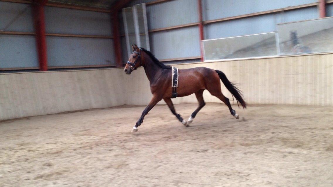 Hannoveraner Fürst Fernando billede 17