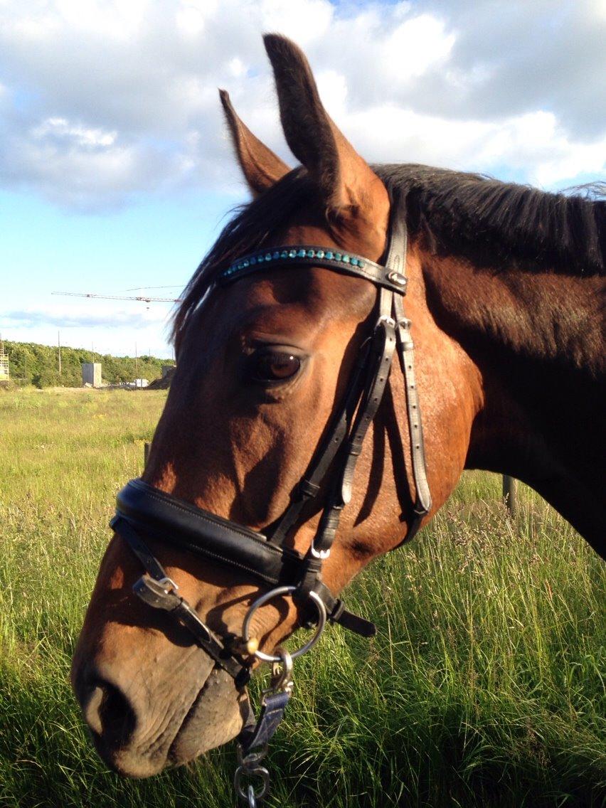 Hannoveraner Fürst Fernando billede 18