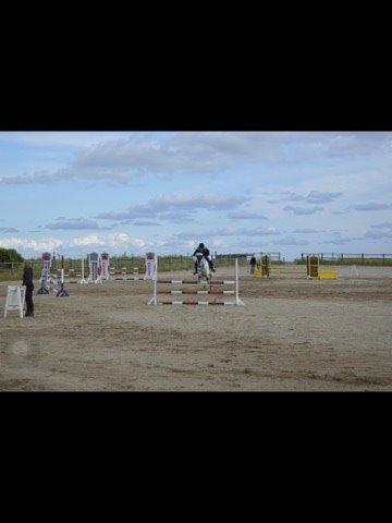 Anden særlig race William/Willy billede 6