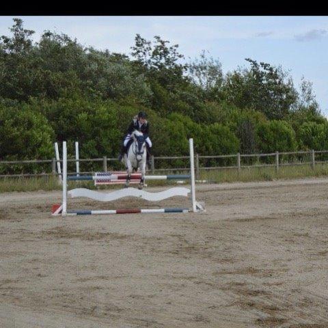 Anden særlig race William/Willy billede 5