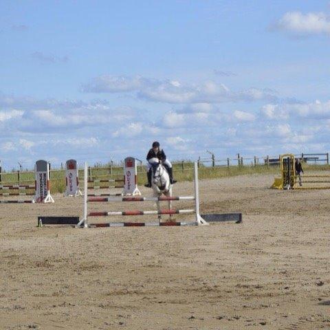 Anden særlig race William/Willy billede 7