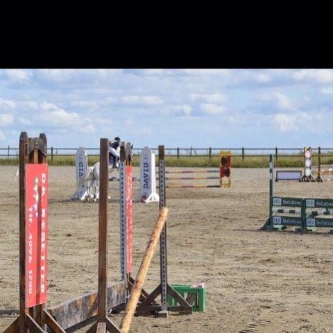 Anden særlig race William/Willy billede 8