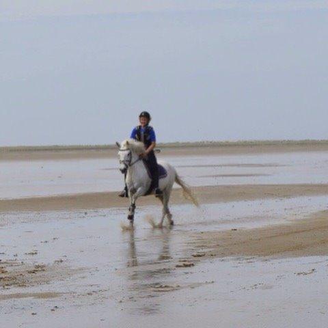 Anden særlig race William/Willy billede 9