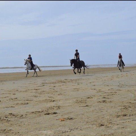 Anden særlig race William/Willy billede 12